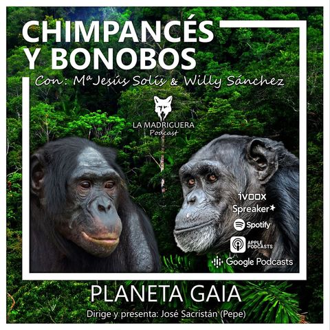 CHIMPANCÉS Y BONOBOS - Planeta Gaia.