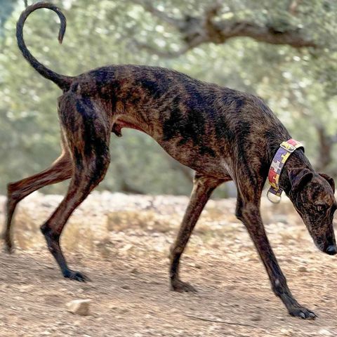 Una mano per cercare Hondo, cane levriero smarrito. Mobilitazione per trovarlo