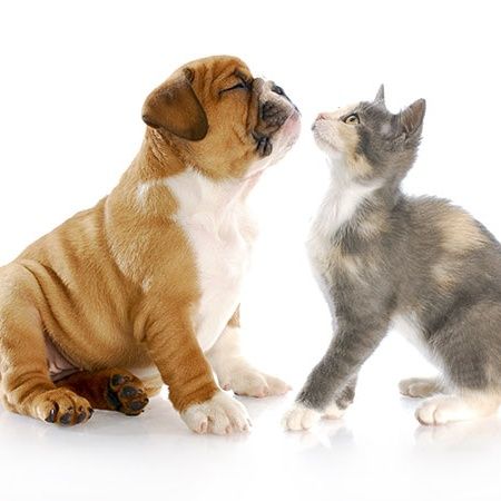 #ce Cani e gatti sono amici?