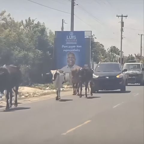 Siguen las vacas paseándose en San Pedro de Macorís.