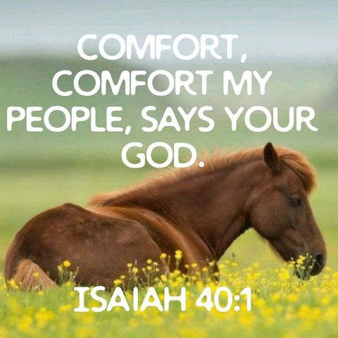Comfort Comfort My People **NEW**