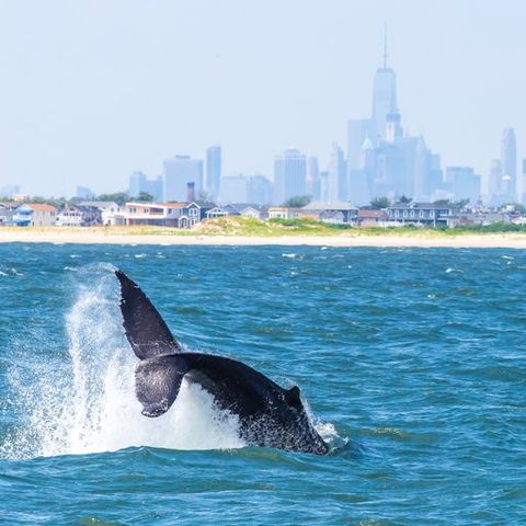 Avistamiento de ballenas en aguas de NYC