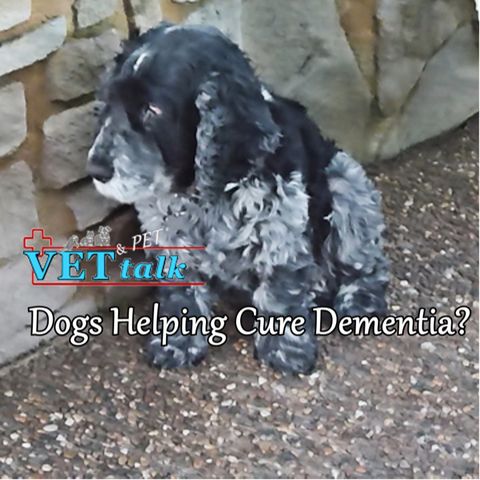 Dogs Help With Possible Cure For Dementia! - The Brain & Mind Institute