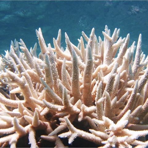 DDD 347: Global Warming bleaching coral and my will to keep my sanity + Headlines