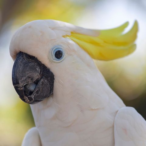 Jacko the Cockatoo safely back at his Home Hardware store in regional Victoria, @VictoriaPolice report