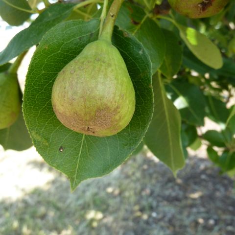 Growing Pears in the Texas Hill Country