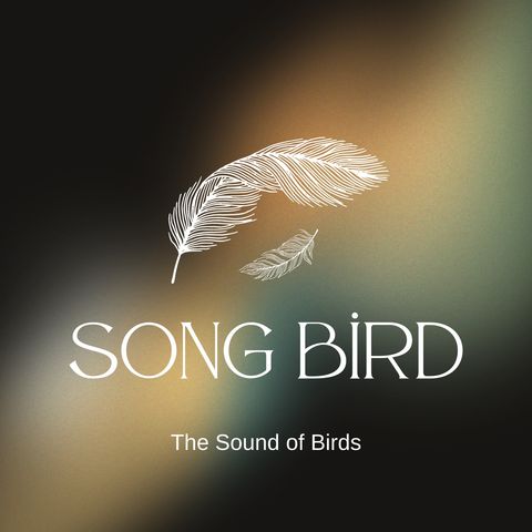 The sound of birds