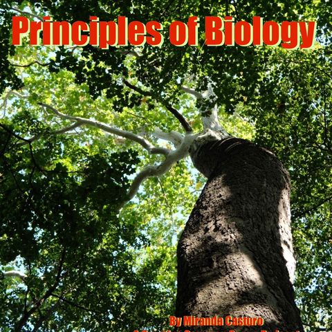 Chapter 21.6 Angiosperms