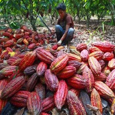 El regreso de l'America Latina - Dalla coca al cacao