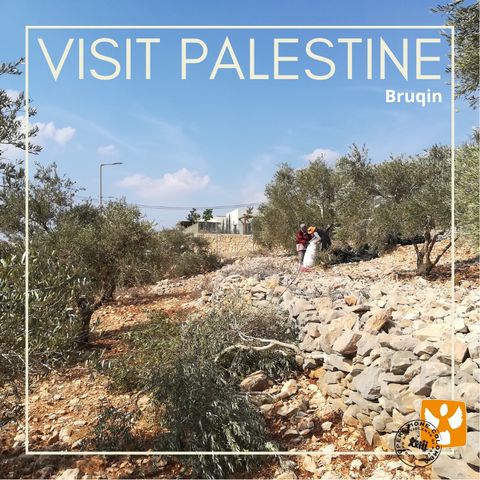 Visit Palestine: 07 Bruqin - Coordinamento e violenza dei coloni