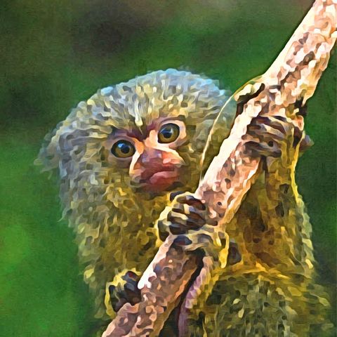 Nueva especie de Primate, ¡el más pequeño del mundo!