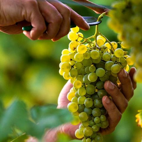 Uva “nera” per la vendemmia sui Colli Berici: 5 braccianti in nero, scattano maxi sanzioni