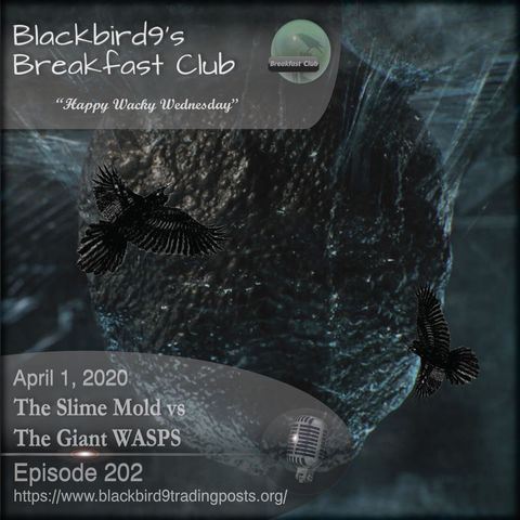 The Slime Mold vs The Giant WASPS - Blackbird9 Podcast