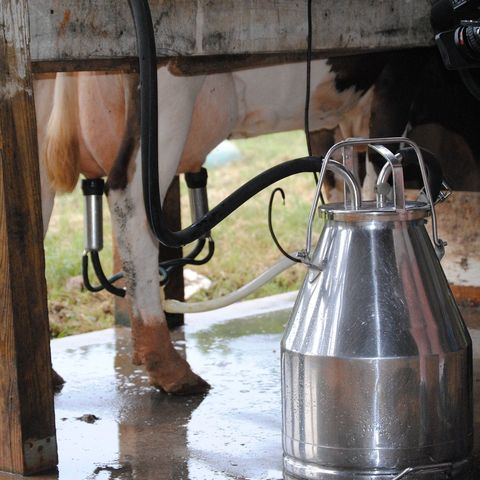 22/09/2021 - Cenário da pecuária leiteira
