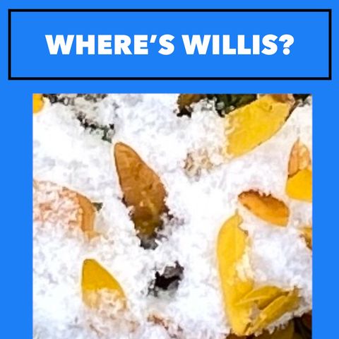 🧩 WHERE'S WILLIS? #2