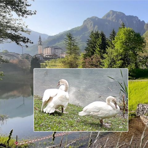 Giulietta e Romeo, è già “love story”: Laghi riabbraccia i suoi cigni