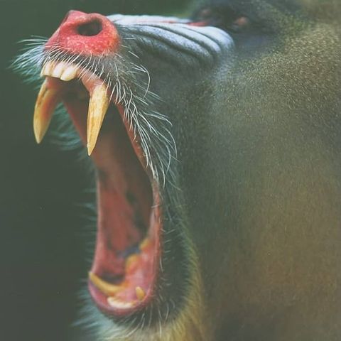 Mammal Teeth: Origin, Evolution, and Diversity