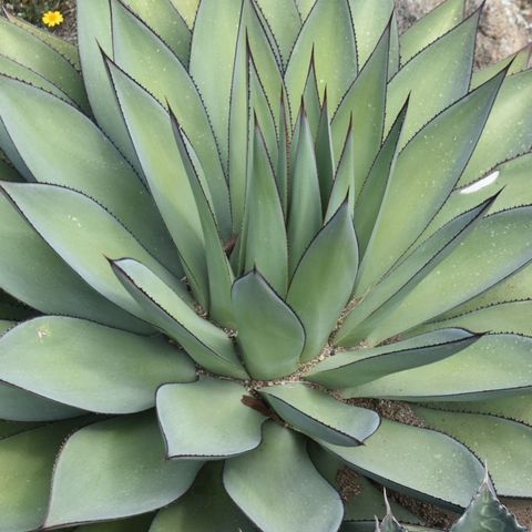 Hidden Agave - A Conversation with Jeremy Spath