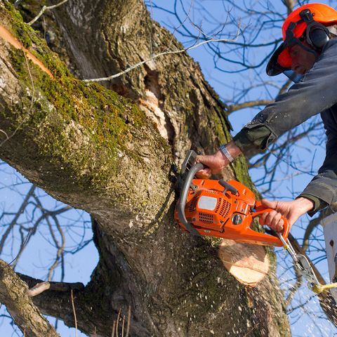 The Best tree removal service in Victoria