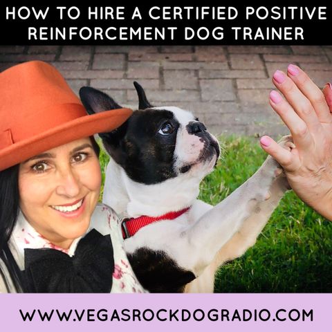 How To Hire A Certified Positive Reinforcement Dog Trainer