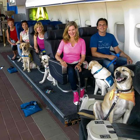 1299. Actress Megan Blake Is Teaching Dogs To Fly