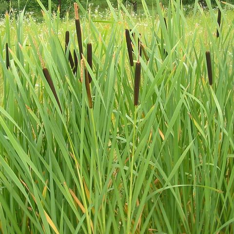 Le piante invasive possono rimuovere il sale in eccesso ai bordi delle strade