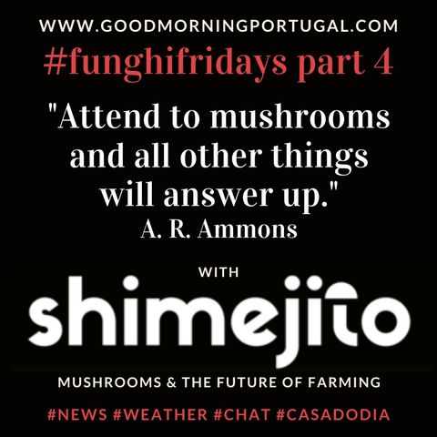Portugal homesteading news, weather, #funghifriday & 'Casa do Dia'