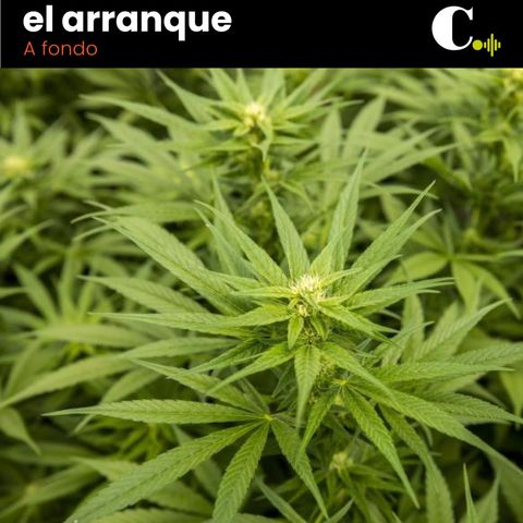 424. La marihuana será legal en Colombia, ¿qué sigue después?