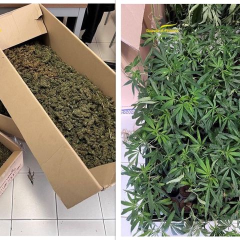 Compra una cascina in disuso e finge di restaurarla: all’interno 60 vasi di cannabis