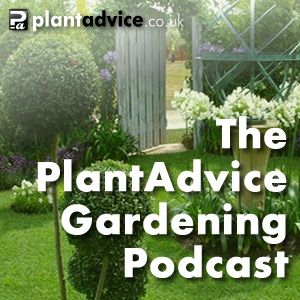 Episode 31: Gardening Jobs & Our Plant of the Month for October