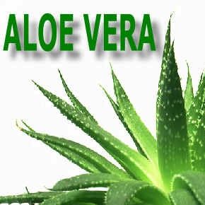 Aloe Vera la pianta miracolosa - REPLICA