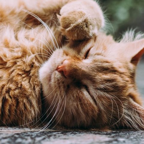 La pandemia ha reso i gatti più affettuosi? Ce lo spiega il Dottor Perini