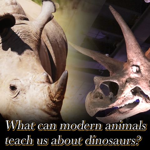 What can modern animals teach us about extinct dinosaurs?