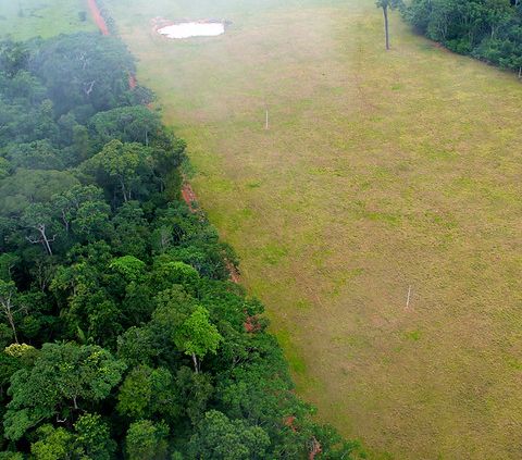 Brasile, la deforestazione impunita. Il governo ignora quasi tutte le denunce