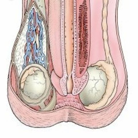 L'orgasme Masculin II