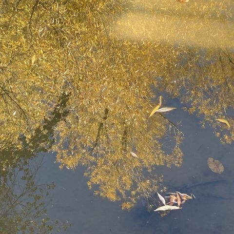 AI, 3IATLAS and Peer Pressure