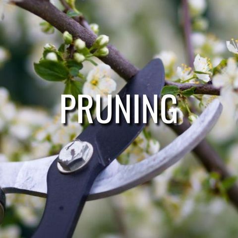 Pruning - Morning Manna #3205