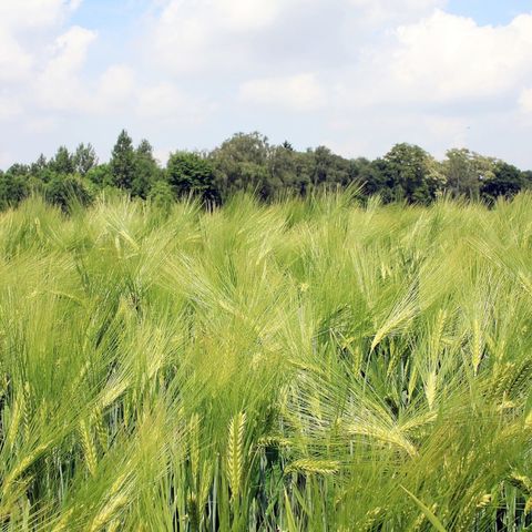 La diversità di specie nei campi agricoli favorisce il sequestro di carbonio