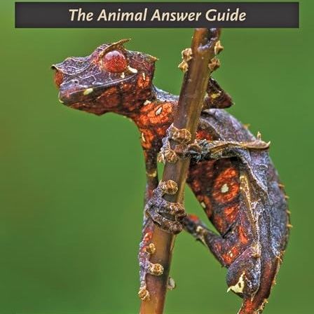 Geckos: The Animal Answer Guide