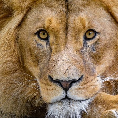 Faces in the Throne Room-The Lion of the Tribe Judah