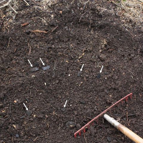 Nella terra nera il segreto per la rigenerazione dell’Amazzonia