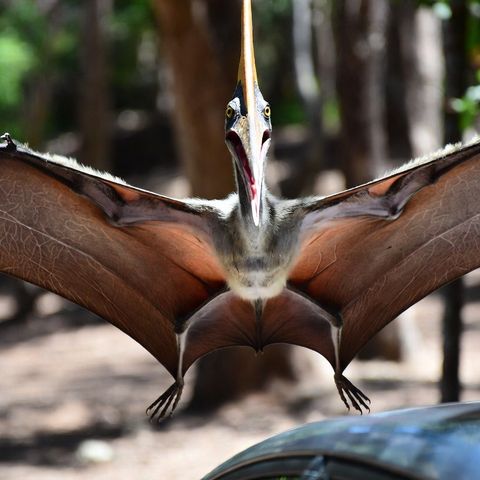 The Thunderbird