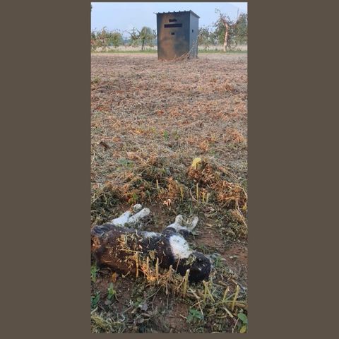 Gatto fucilato a Schio dietro al parco canile: confessa un cacciatore. Denunciato in procura