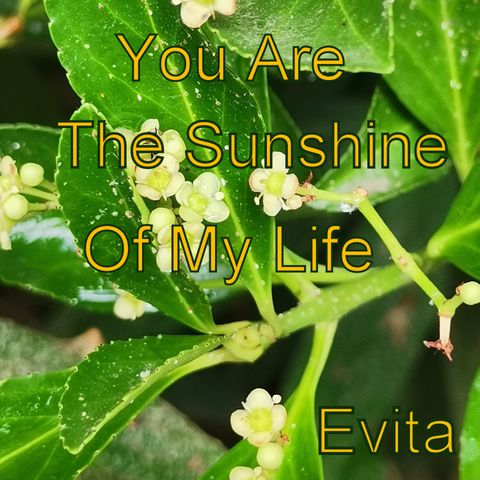 You Are The Sunshine Of My Life