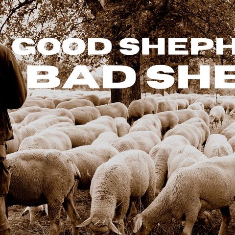 Week 4 Sheep-ish