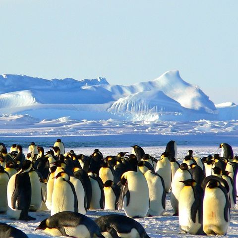 È vero che sono morti 10mila pinguini imperatore in Antartide?