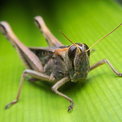 Peanuts, Popcorn, And Grasshoppers?