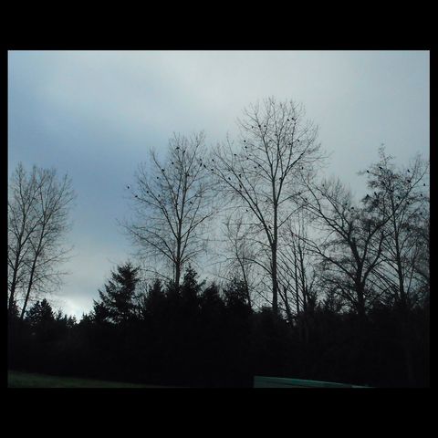 Woodchips, Wandering Thoughts