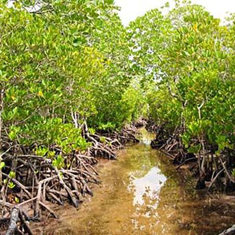 Il colonialismo debellato dalle mangrovie