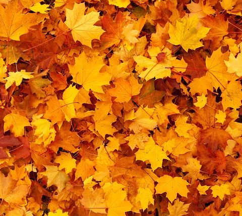 Los distintos colores del otoño